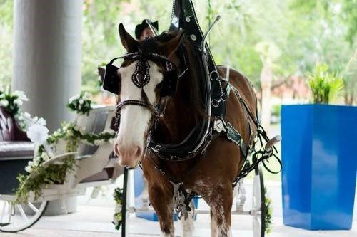 Horse and carriage wedding in ocala